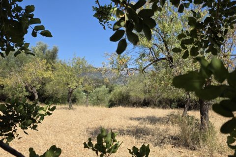 Zemes gabals pārdošanā Selva, Mallorca, Spānijā 14532 m2 Nr. 188083 - attēls 16