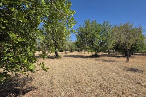 Zemes gabals pārdošanā Selva, Mallorca, Spānijā 14532 m2 Nr. 188083 - attēls 6