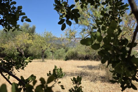 Zemes gabals pārdošanā Selva, Mallorca, Spānijā 14532 m2 Nr. 188083 - attēls 15