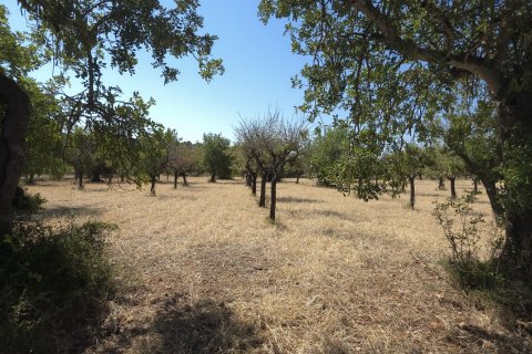 Zemes gabals pārdošanā Selva, Mallorca, Spānijā 14532 m2 Nr. 188083 - attēls 8