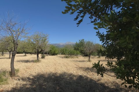 Zemes gabals pārdošanā Selva, Mallorca, Spānijā 14532 m2 Nr. 188083 - attēls 9