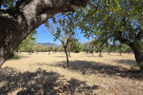 Zemes gabals pārdošanā Selva, Mallorca, Spānijā 14532 m2 Nr. 188083 - attēls 7