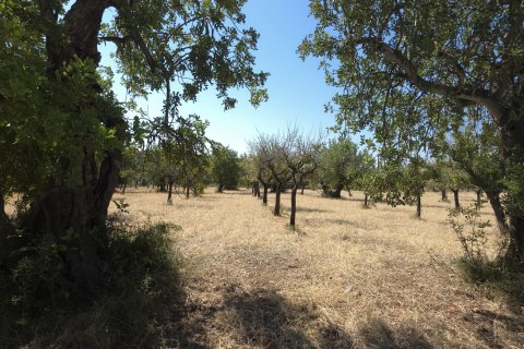 Zemes gabals pārdošanā Selva, Mallorca, Spānijā 14532 m2 Nr. 188083 - attēls 10