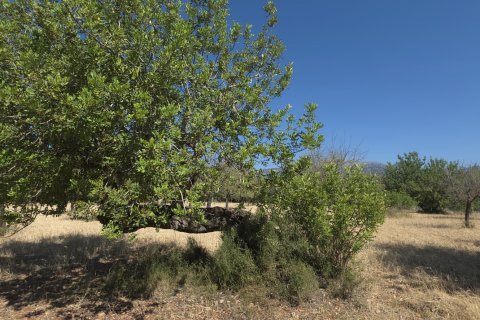 Zemes gabals pārdošanā Selva, Mallorca, Spānijā 14532 m2 Nr. 188083 - attēls 12