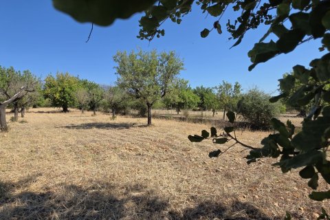 Zemes gabals pārdošanā Selva, Mallorca, Spānijā 14532 m2 Nr. 188083 - attēls 4