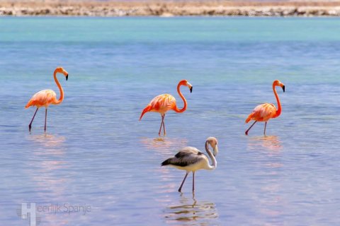 Huoneisto myytävänä San Pedro del Pinatar, Murcia, Espanja, 2 makuuhuonetta,  No. 161742 - kuva 11