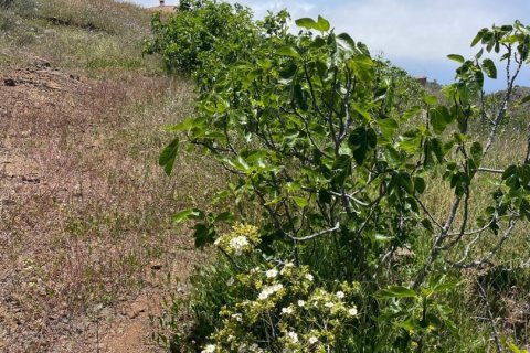 Tontti myytävänä Taucho, Tenerife, Espanja , 11000 m2 No. 185755 - kuva 8
