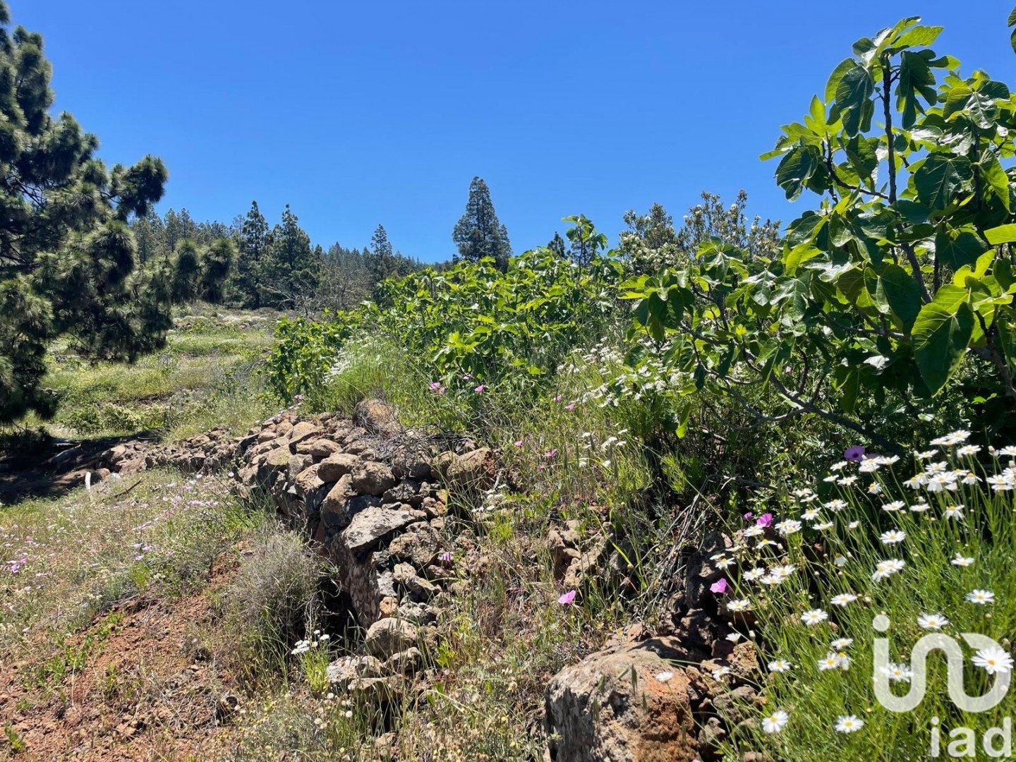 Działka w Taucho, Tenerife, Hiszpania 11000 mkw. nr 185755