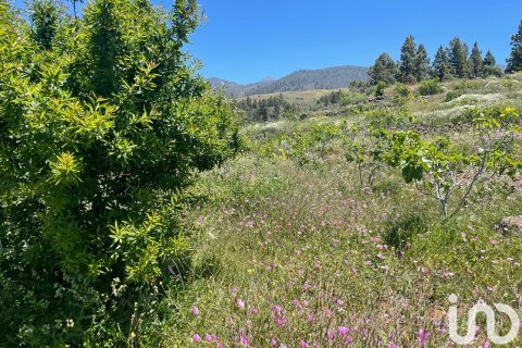 Tontti myytävänä Taucho, Tenerife, Espanja , 11000 m2 No. 185755 - kuva 6