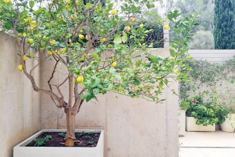 Apartment for rent in Bendinat, Mallorca, Spain 3 bedrooms, 264 sq.m. No. 152052 - photo 28