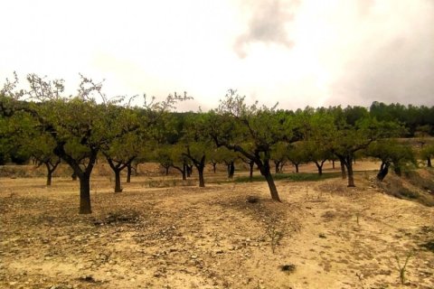 Land plot for sale in Ginestar, Tarragona, Spain 69551 sq.m. No. 186107 - photo 6