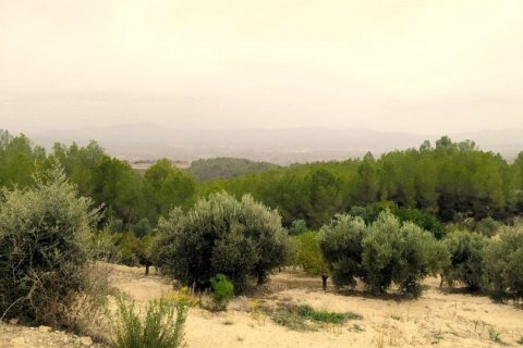 Land plot for sale in Ginestar, Tarragona, Spain 69551 sq.m. No. 186107 - photo 4