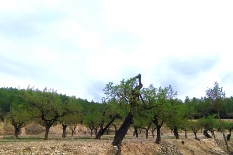 Land plot for sale in Ginestar, Tarragona, Spain 69551 sq.m. No. 186107 - photo 3