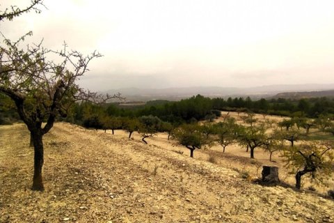 Land plot for sale in Ginestar, Tarragona, Spain 69551 sq.m. No. 186107 - photo 5