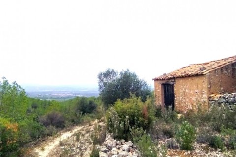 Terreno a Ginestar, Tarragona, Spagna 69551 mq. N° 186107