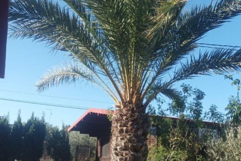 Villa for sale Elche, Alicante, Spain 4 bedrooms, 150 sq.m. No. 115056 - photo 7
