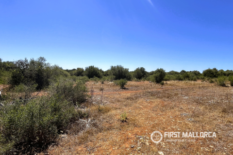 Parcela en venta en Campos, Mallorca, España 4 dormitorios, 21393 m2 No. 168660 - foto 2