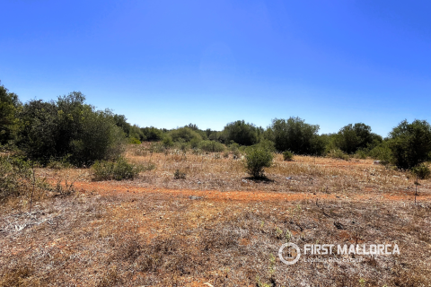 Parcela en venta en Campos, Mallorca, España 4 dormitorios, 21393 m2 No. 168660 - foto 5