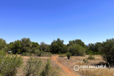 Parcela en venta en Campos, Mallorca, España 4 dormitorios, 21393 m2 No. 168660 - foto 4