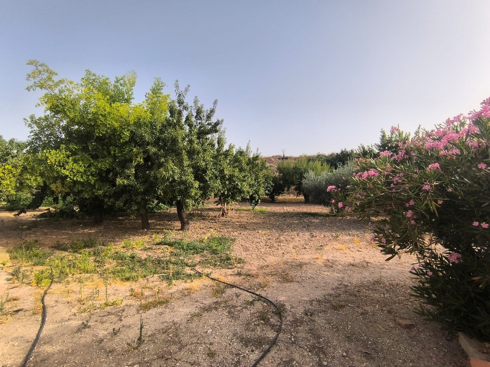 Villa en Pinoso, Alicante, España 3 dormitorios, 120 m2 No. 195436