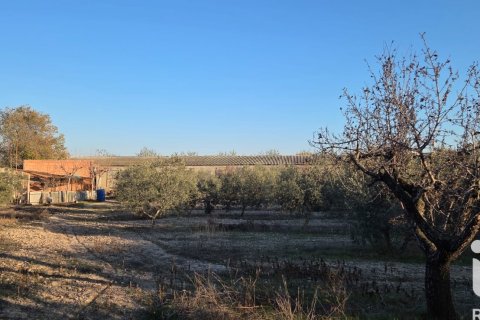 Продажа земельного участка в Испании 6260м2 №185461 - фото 10