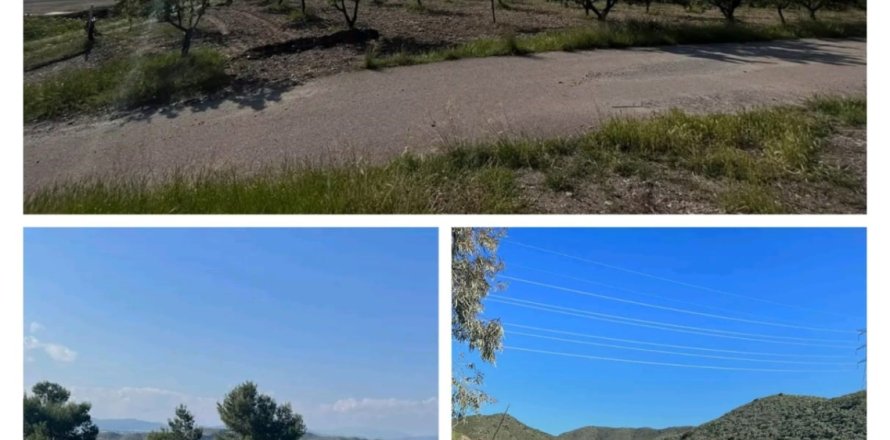 Commercial property in Lorca, Murcia, Spain No. 185462