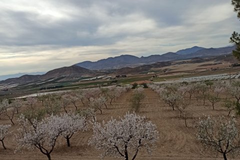 Commercial property for sale in Lorca, Murcia, Spain No. 185462 - photo 4