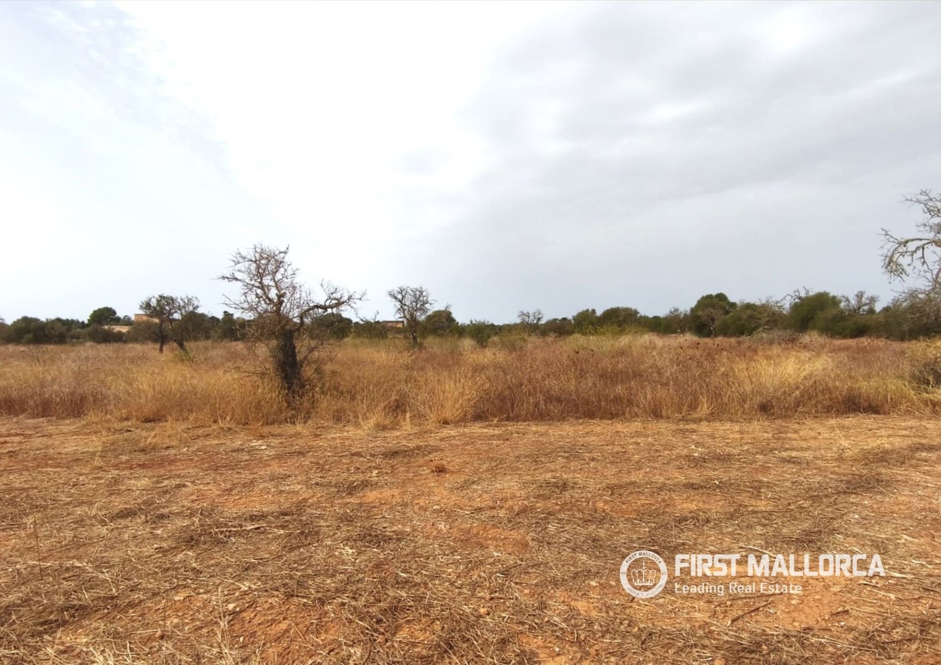 Land in Campos, Mallorca, Spanien 14833 m2 Nr. 195232