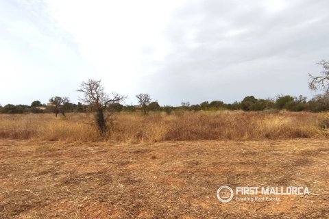 Land plot for sale in Campos, Mallorca, Spain 14833 sq.m. No. 195232 - photo 5