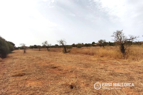 Land plot in Campos, Mallorca, Spain 14833 sq.m. No. 195232