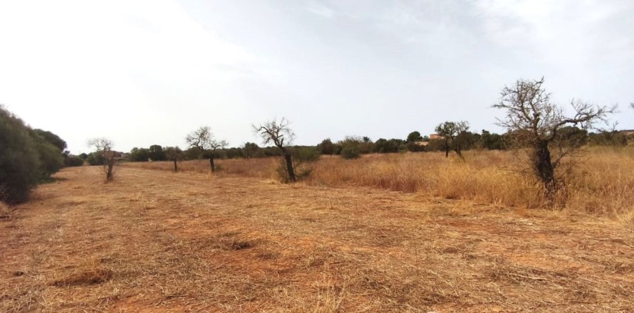 Land plot in Campos, Mallorca, Spain 14833 sq.m. No. 195232