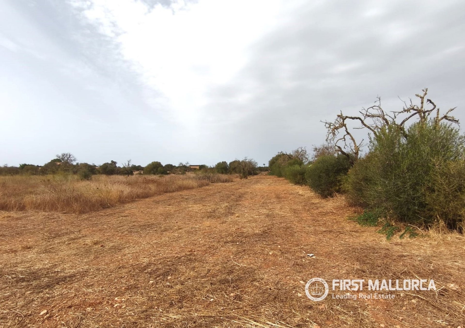 Land in Campos, Mallorca, Spanien 14833 m2 Nr. 195232