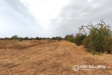 Land plot for sale in Campos, Mallorca, Spain 14833 sq.m. No. 195232 - photo 3
