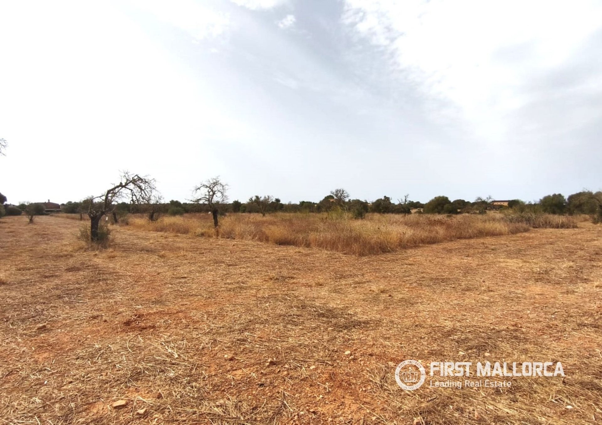 Land in Campos, Mallorca, Spanien 14833 m2 Nr. 195232