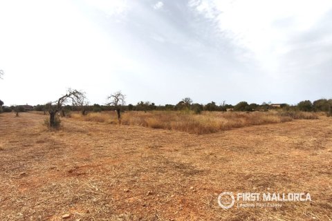 Land plot for sale in Campos, Mallorca, Spain 14833 sq.m. No. 195232 - photo 2