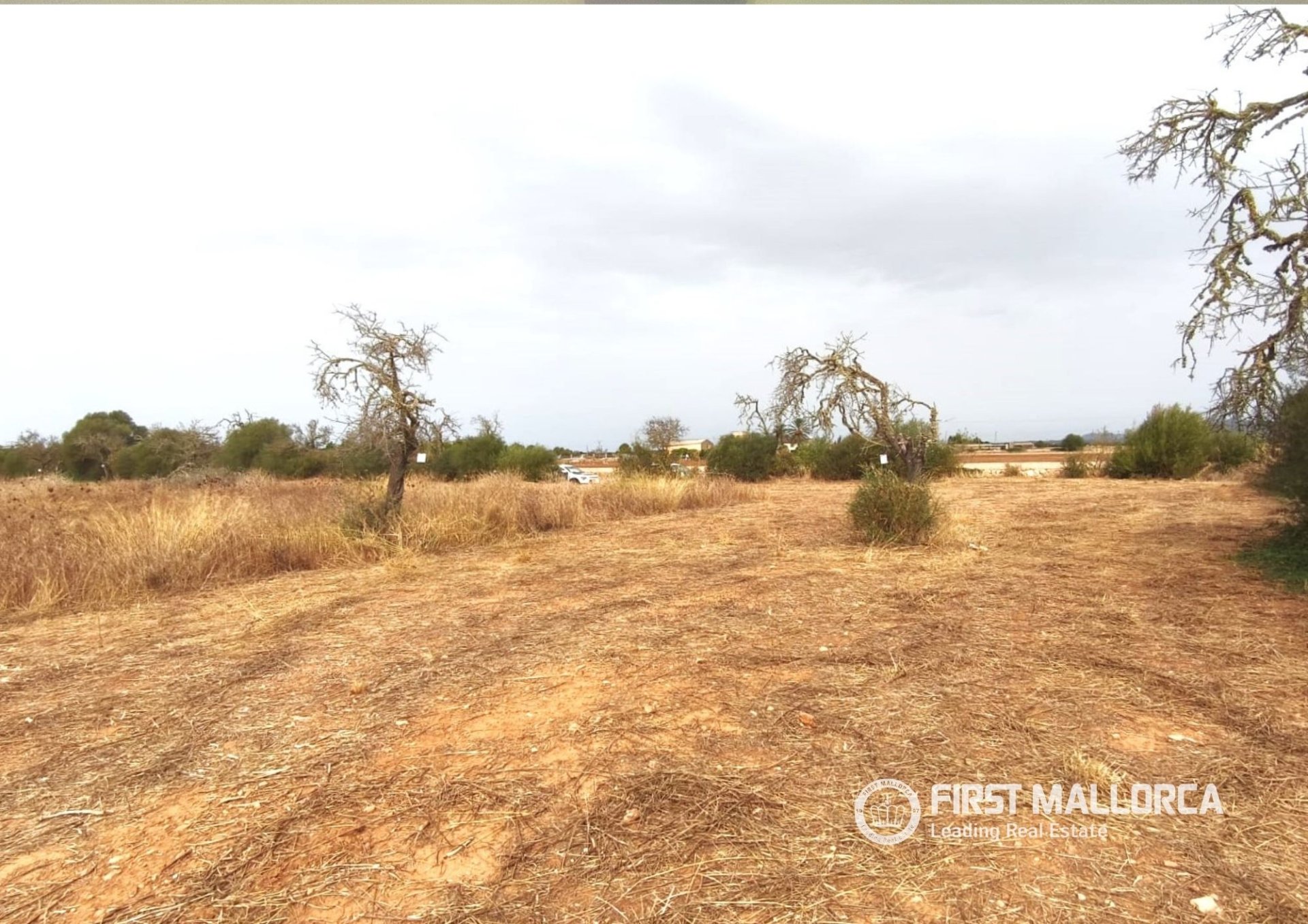 Land in Campos, Mallorca, Spanien 14833 m2 Nr. 195232