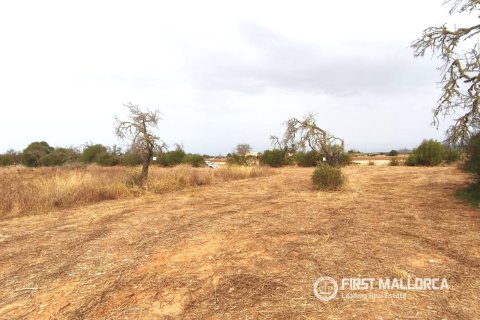 Land plot for sale in Campos, Mallorca, Spain 14833 sq.m. No. 195232 - photo 4