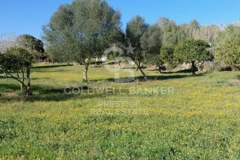 House for sale in Arta, Mallorca, Spain 5 bedrooms, 501 sq.m. No. 160066 - photo 20