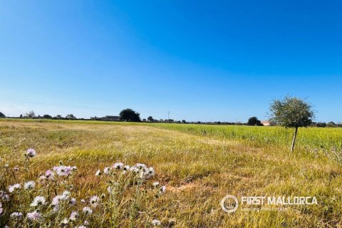 Tontti myytävänä L'Horta De Pollenca, Mallorca, Espanja , 19266 m2 No. 166082 - kuva 3