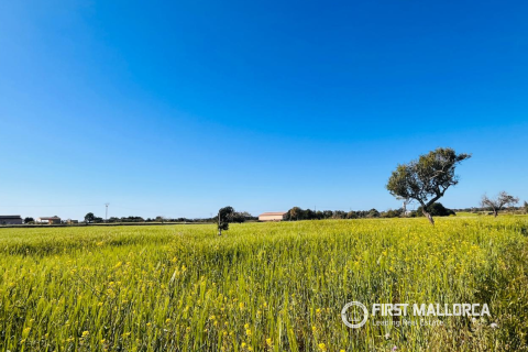 Tontti L'Horta De Pollenca, Mallorca, Espanja 19266 m2 No. 166082