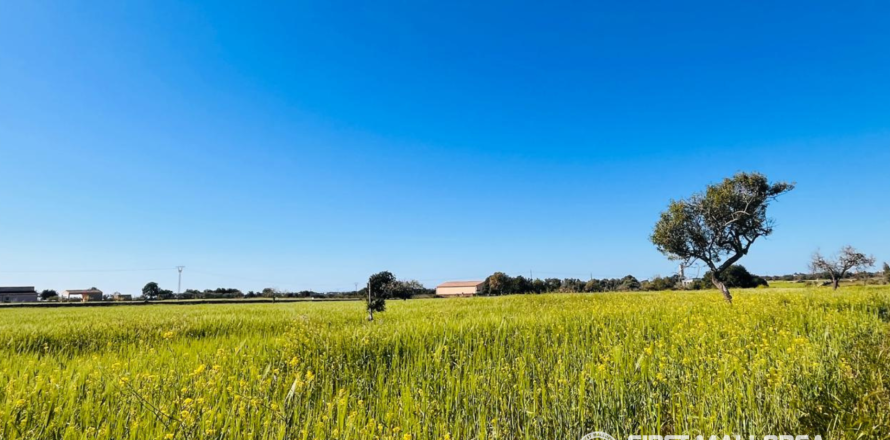Tontti L'Horta De Pollenca, Mallorca, Espanja 19266 m2 No. 166082