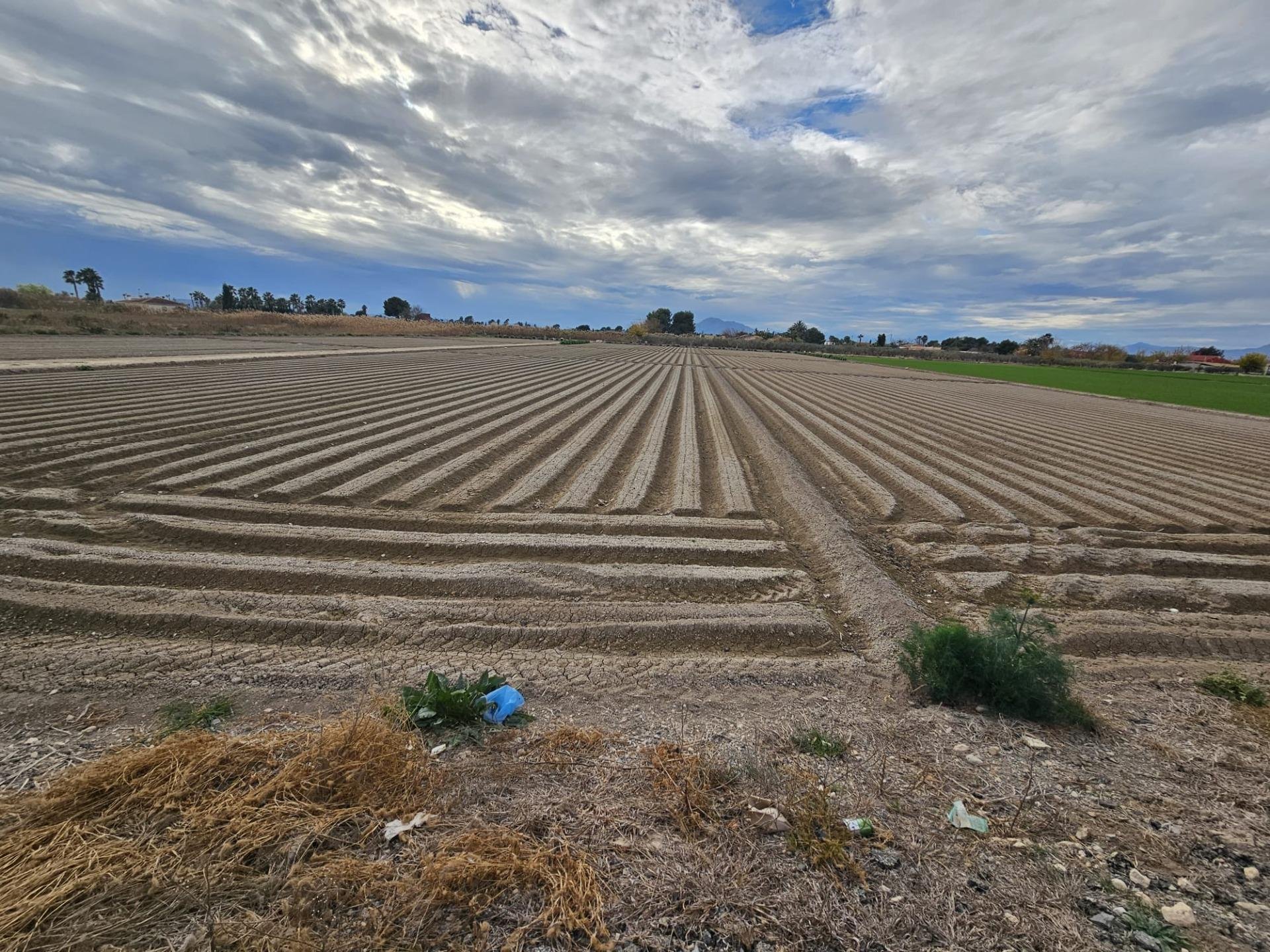 Land plot à Dolores, Alicante, Espagne No. 183613