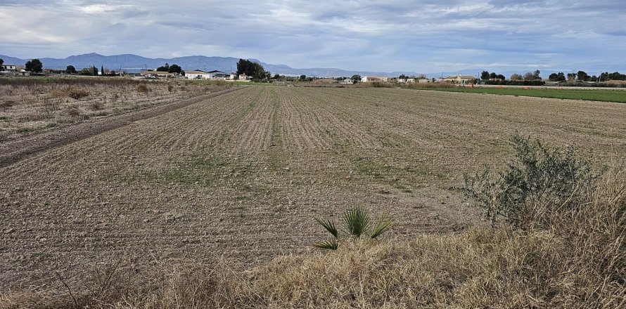 Tontti Dolores, Alicante, Espanja No. 183613