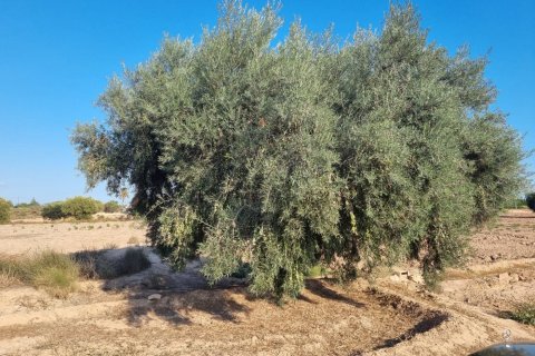 Land plot for sale in Crevillent, Alicante, Spain No. 183612 - photo 3