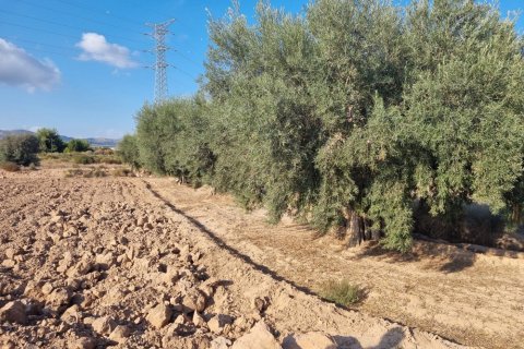 Land plot for sale in Crevillent, Alicante, Spain No. 183612 - photo 4