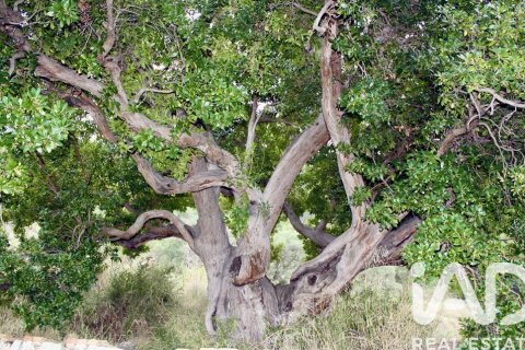 Działka w Cieza, Murcia, Hiszpania 120000 mkw. nr 172951 – zdjęcie 4