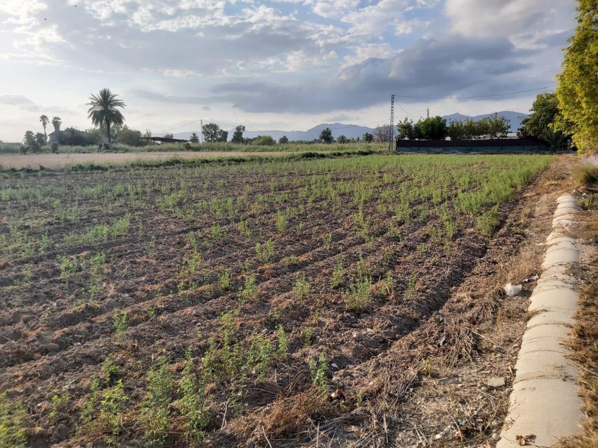 Land plot in Alicante, Spain No. 183853
