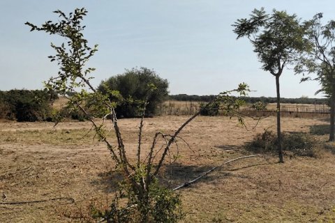 Terreno in vendita a Dos Hermanas, Seville, Spagna 26606 mq. N° 188331 - foto 6