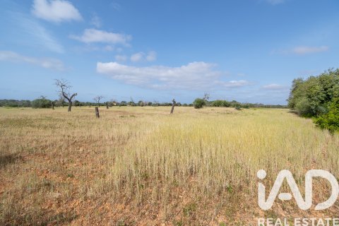 Land plot for sale in Llucmajor, Mallorca, Spain 36895 sq.m. No. 172622 - photo 13