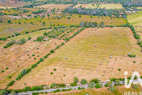 Land plot for sale in Llucmajor, Mallorca, Spain 36895 sq.m. No. 172622 - photo 5